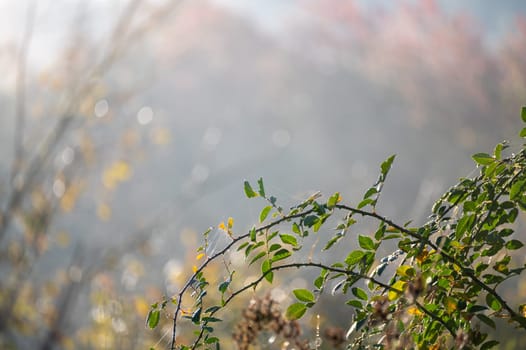 Green plants in the light of the morning sun in the nature