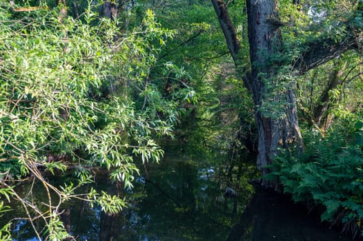 Bank of a stream in green nature