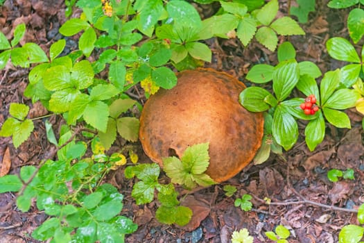 Large Mushroom Emerging From the Forest Plants in Baker Narrows Provincial Park in Manitoba