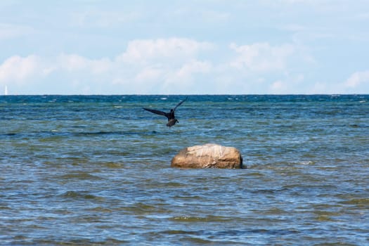 Cormorant bird ( Phalacrocoracidae ) flies on the Baltic Sea coast on the island of Poel near Timmendorf, Germany