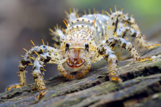 A detailed close-up view of a tiny insect crawling on a brown piece of wood. The insect is exploring its surroundings, showcasing its intricate features and movements.