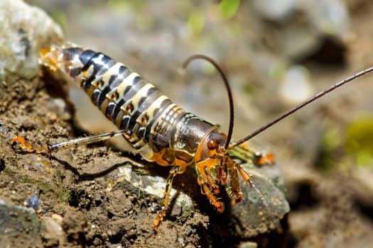 A close-up view of a bug crawling on a rock, showcasing intricate details of the insects body and the texture of the rock surface.