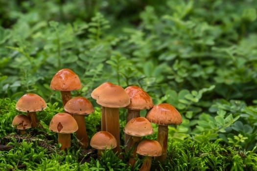 Multiple mushrooms of varying sizes and colors sprouting from the soil in a forest environment. The mushrooms seem to be thriving and spreading naturally in their habitat.