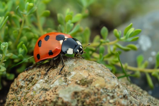 A ladybug, small and red with black spots, sits atop a gray rock in a position of stillness. The contrast between the vibrant insect and the muted stone creates a striking visual.