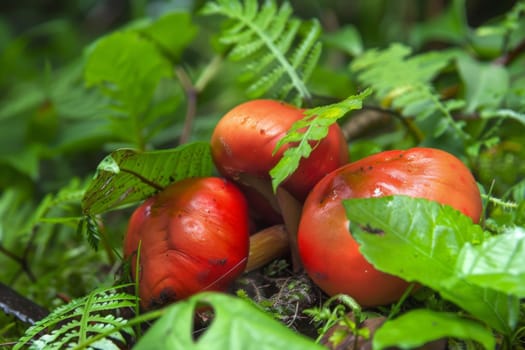 A cluster of vibrant red fruits sits atop the dense green foliage of a lush forest. The fruits contrast beautifully against the backdrop of the forest canopy.