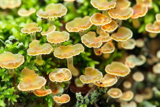 A cluster of small yellow mushrooms has sprouted on a vibrant green plant. The mushrooms are in various stages of growth, with some still emerging from the plants leaves.