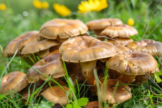 A group of various mushrooms sprouting from the lush green grass, surrounded by small patches of sunlight filtering through the leaves of nearby trees.
