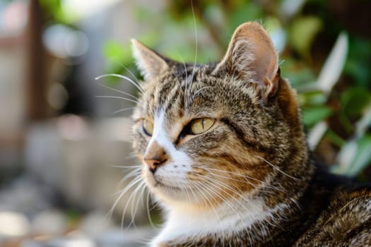 A close-up view of a cat sitting near a tree, observing its surroundings. The cats fur is detailed, and its eyes are alert. The trees bark and leaves are visible in the background.