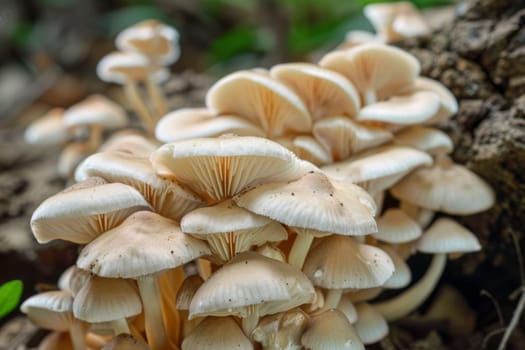 A group of mushrooms growing closely together on a decaying tree stump. The cluster is varied in size and color, with some mushrooms mature and others still emerging. The tree stump shows signs of decomposition, providing a fertile environment for the mushroom growth.