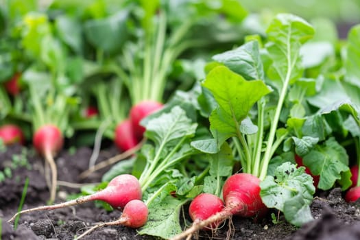 A cluster of vibrant radishes with bright green leaves growing in a well-tended garden bed under the warm sunlight. The radishes are in various stages of growth, some still small and others ready for harvest.