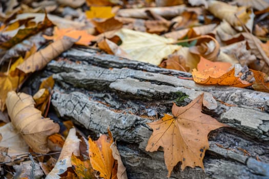 A fallen leaf rests on a log in the woods, surrounded by moss-covered trees and a carpet of dried leaves. The leaf appears brown and crumpled, contrasting with the rough texture of the log.