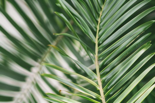 A detailed close-up shot of a single green leaf from a palm tree. The leaf is vibrant and healthy, showcasing its intricate veins and texture. The light shines through the leaf, highlighting its natural beauty.