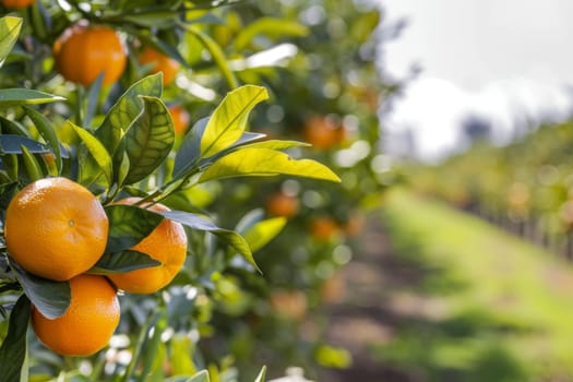 A tree with a dense canopy bearing a plethora of ripe oranges. The vibrant fruits dangle from the branches, ready for harvest. The tree appears healthy and thriving, showcasing abundant produce.
