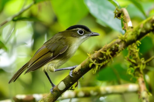 A small bird is perched on a tree branch, looking around with curiosity. The birds feathers are a vibrant mix of colors, blending into the green foliage of the tree.