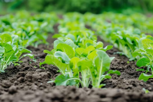 A close-up view of a sprawling field filled with lush green plants. The plants are vibrant and healthy, under the sunlight, showcasing their rich color and texture.
