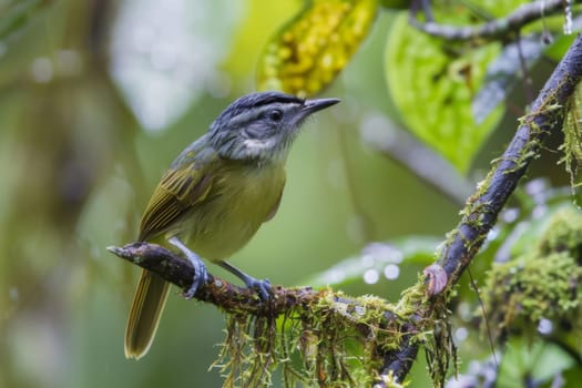 A small bird with colorful feathers is perched on a thin tree branch, looking around its surroundings with alert eyes. The birds delicate feet grip the branch tightly as it balances itself in the wind.