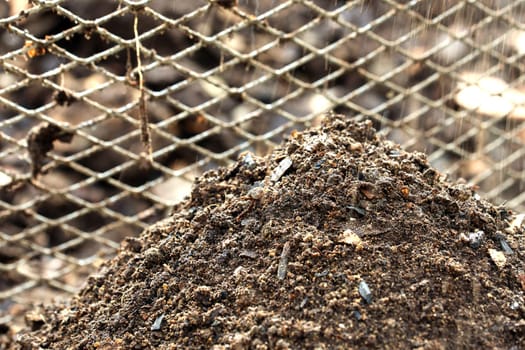 Compost sifted in spring as fertilizer in the garden.