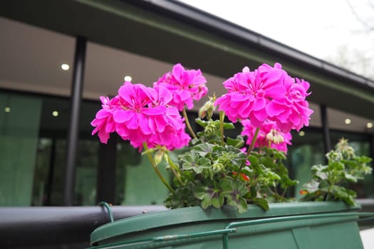Magenta pink zonal geraniums in design. Pelargonium peltatum is species of pelargonium known by common names Pelargonium grandiflorum. Cranesbill or crane's-bill. Floriculture and horticulture.