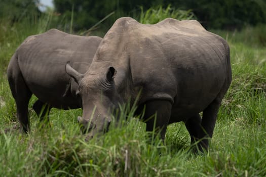 rhino in protected area in national park, Uganda