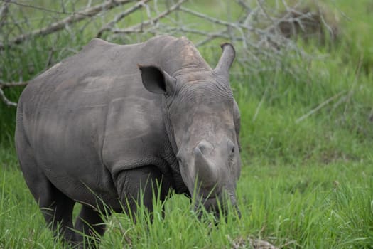 rhino in protected area in national park, Uganda