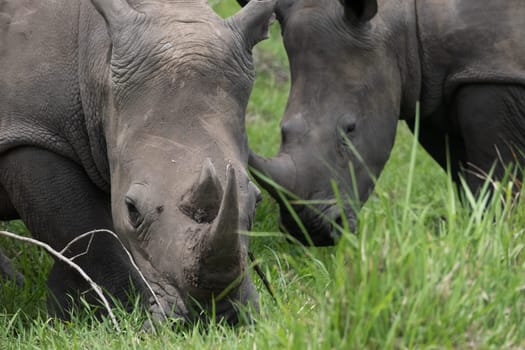 rhino in protected area in national park, Uganda