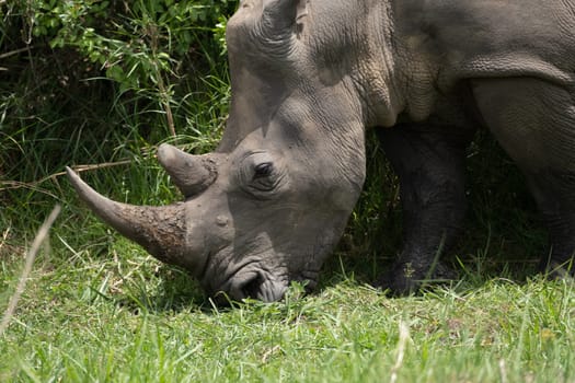 rhino in protected area in national park, Uganda