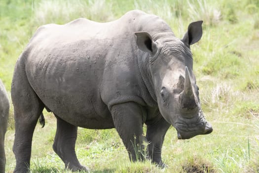 rhino in protected area in national park, Uganda