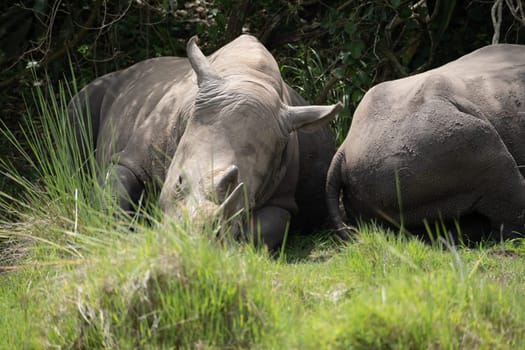 rhino in protected area in national park, Uganda