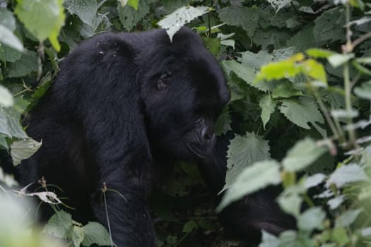 great silverback Mountain Gorilla, in the Bwindi National Park in Uganda.