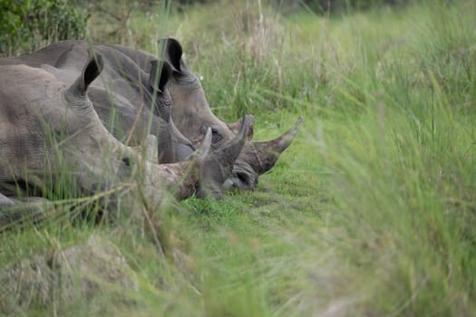 rhino in protected area in national park, Uganda