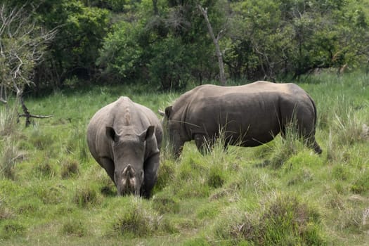 rhino in protected area in national park, Uganda