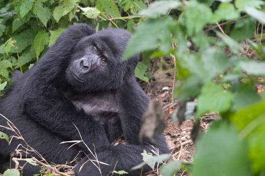 great silverback Mountain Gorilla, in the Bwindi National Park in Uganda.