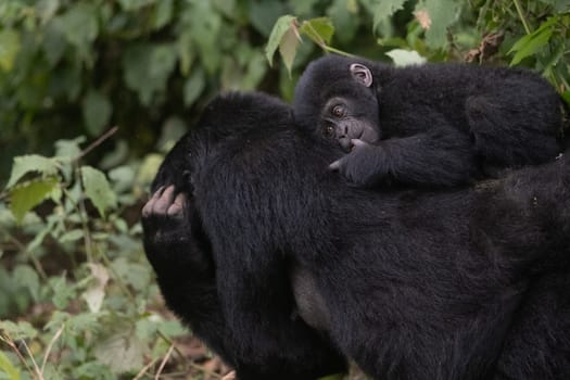 great silverback Mountain Gorilla, in the Bwindi National Park in Uganda.