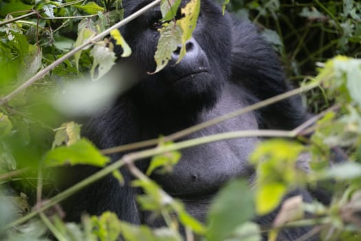 great silverback Mountain Gorilla, in the Bwindi National Park in Uganda.