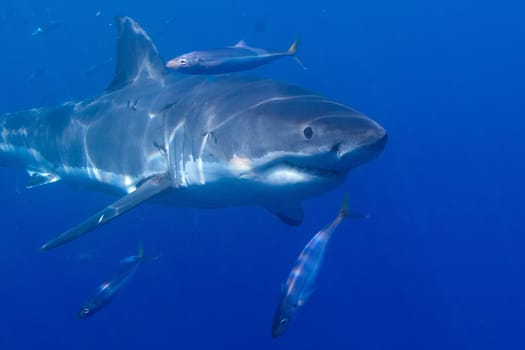 Great white shark in surface, Australia