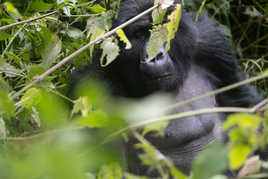 great silverback Mountain Gorilla, in the Bwindi National Park in Uganda.