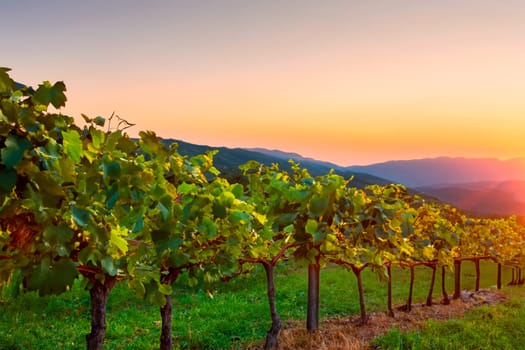 Row of vine bushes at winery in the evening with sunset background.