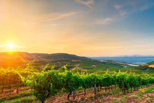 Rows of green vine bushes in a vineyard among the hills at sunset.