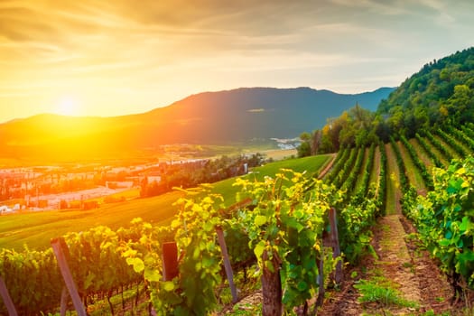 Rows of vineyard on hillside in evening light.