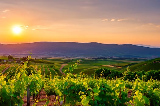 Vineyard on a hillside against the background of the setting sun.