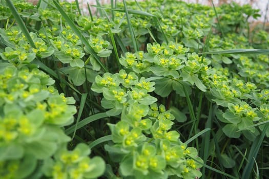 Euphorbia, flowering plant, spurge, Euphorbiaceae. Euphorbia serrata, serrated Tintern spurge, sawtooth upright spurge. Perennial herb. At the ends of the branches are inflorescences of tiny flowers