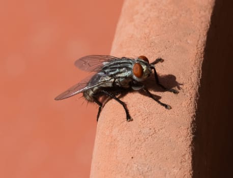 macro shot of a fly on a brown backround