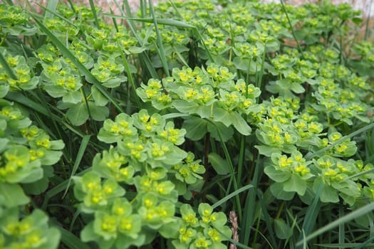 Euphorbia, flowering plant, spurge, Euphorbiaceae. Euphorbia serrata, serrated Tintern spurge, sawtooth upright spurge. Perennial herb. At the ends of the branches are inflorescences of tiny flowers