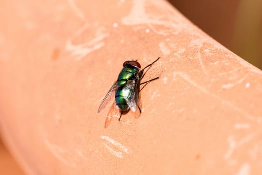green fly isolated