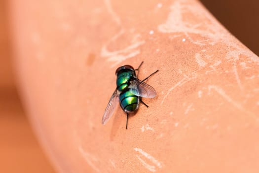 green fly isolated