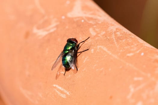 green fly isolated