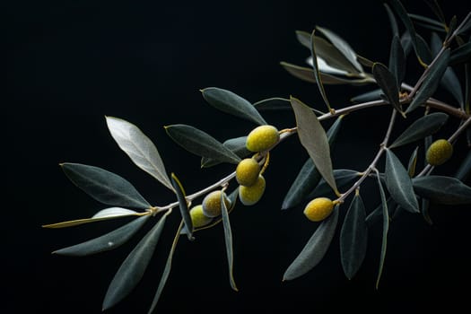 A branch adorned with ripe olives and vibrant leaves, set against a dramatic black backdrop.