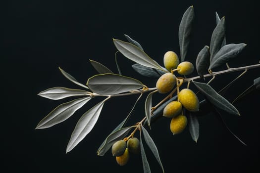 A branch bearing ripe olives intertwined with lush green leaves against a striking black backdrop.