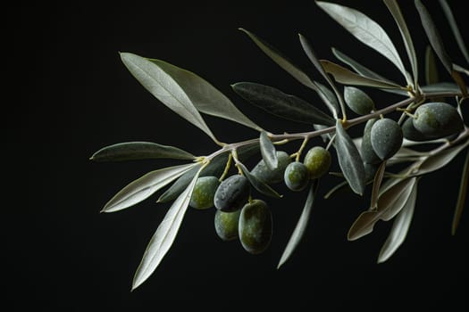 An isolated olive branch with plump ripe olives and lush green leaves on a mysterious black background.