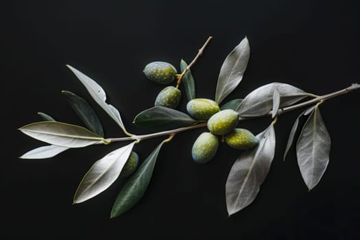 A single branch adorned with lush leaves and ripe olives sways gracefully against a striking black backdrop.